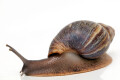 Archachatina porphyrostoma Nigeria B adult